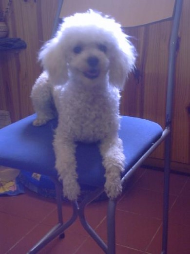 ya es muy viejecito pero es mi primer perro